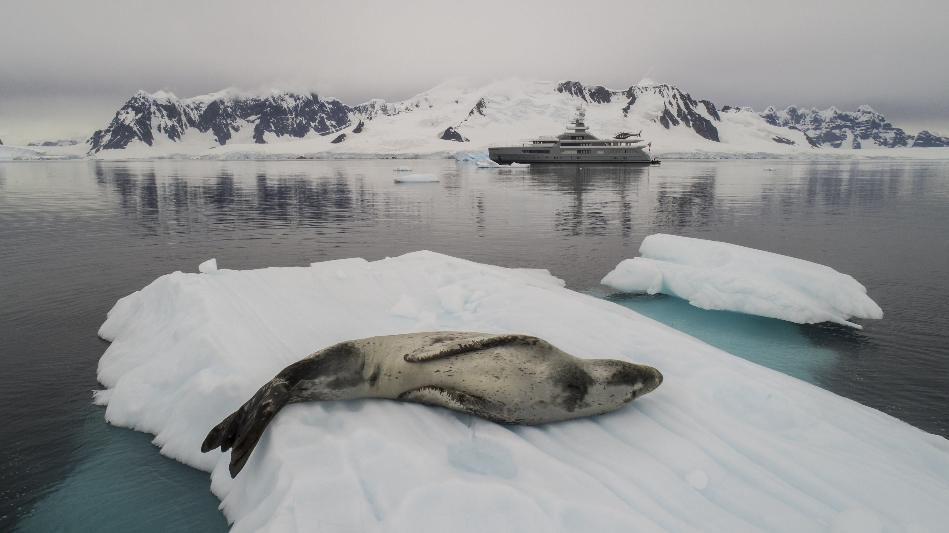 A leopard seal on the ice with a superyacht at anchor behind it in Antarctica